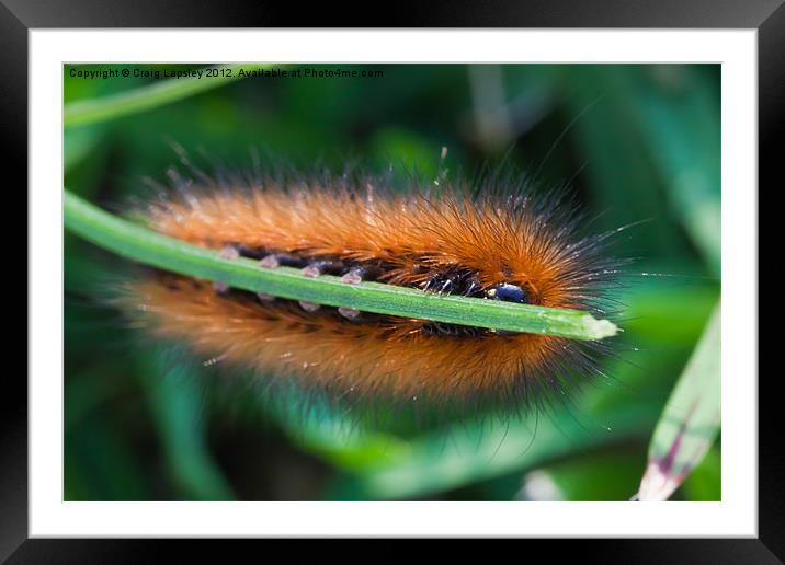 Brown and Black hairy caterpillar Framed Mounted Print by Craig Lapsley