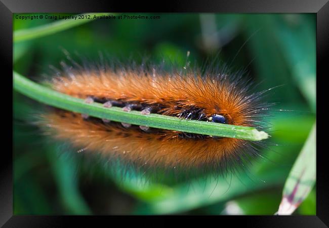 Brown and Black hairy caterpillar Framed Print by Craig Lapsley