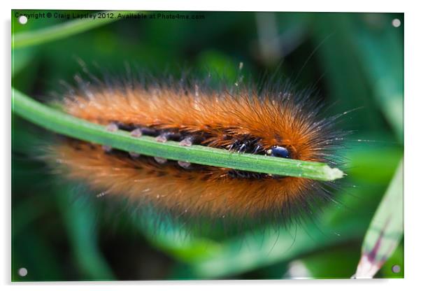 Brown and Black hairy caterpillar Acrylic by Craig Lapsley