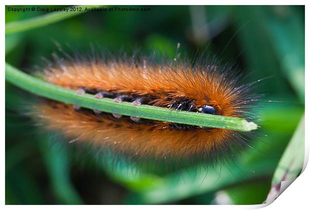 Brown and Black hairy caterpillar Print by Craig Lapsley