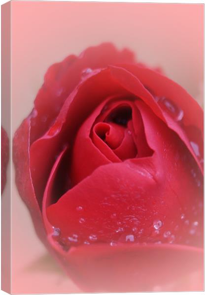 Red Red Rose... Canvas Print by Phil Clements