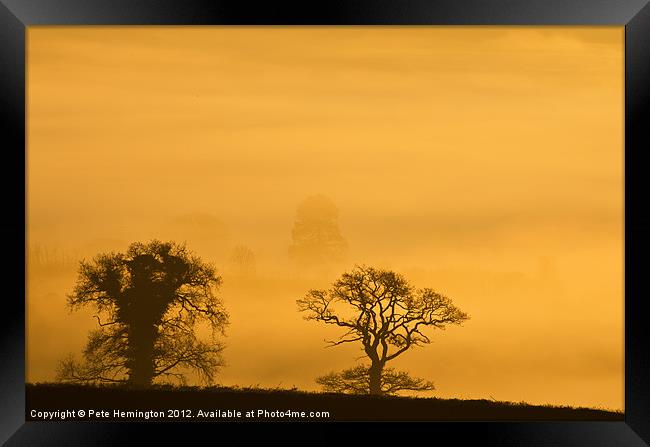 Trees in the morning Haze Framed Print by Pete Hemington