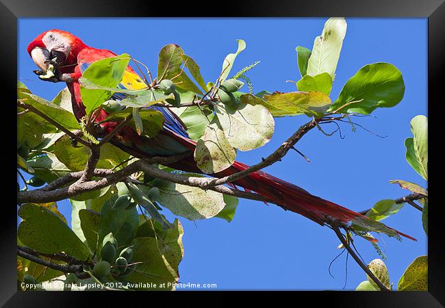 Scarlet Macaw eating almonds Framed Print by Craig Lapsley