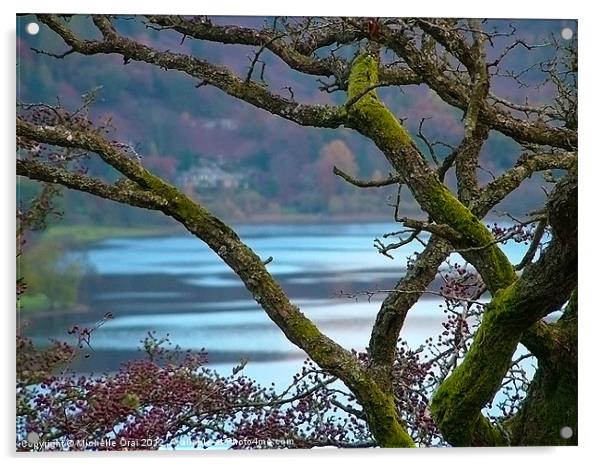 Lake through the branches Acrylic by Michelle Orai