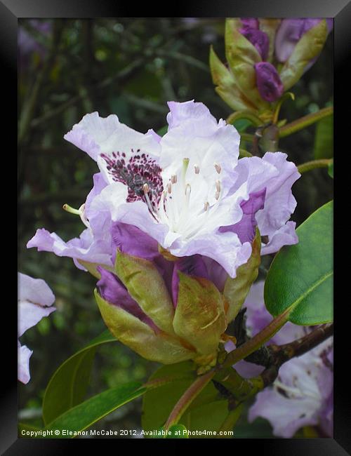 Summer Purple! Framed Print by Eleanor McCabe