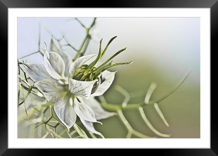 Love in a Mist Framed Mounted Print by Dawn Cox