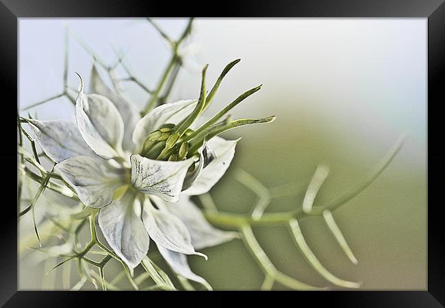 Love in a Mist Framed Print by Dawn Cox