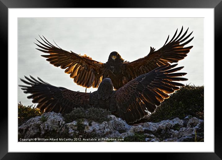 Dominance Framed Mounted Print by William AttardMcCarthy