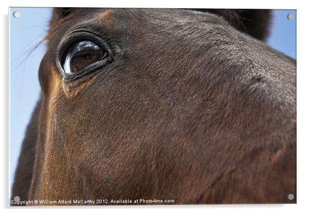 Eye of the Horse Acrylic by William AttardMcCarthy