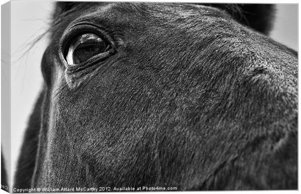 Eye of the Horse Canvas Print by William AttardMcCarthy