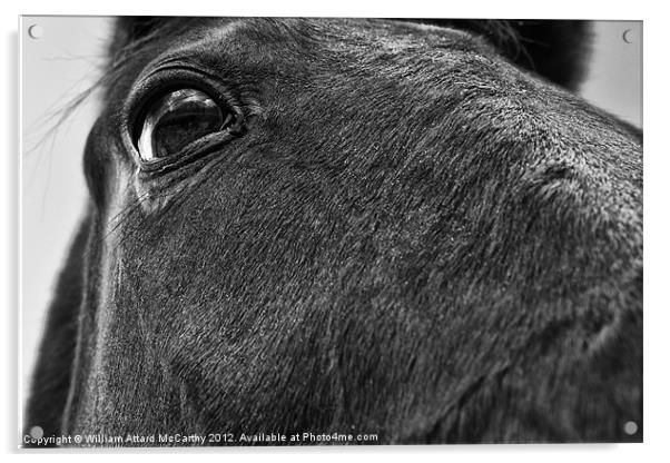 Eye of the Horse Acrylic by William AttardMcCarthy