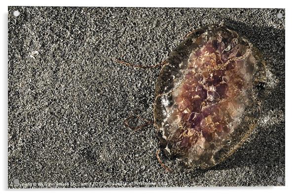 Pelagia Noctiluca or Mauve Stinger Acrylic by William AttardMcCarthy