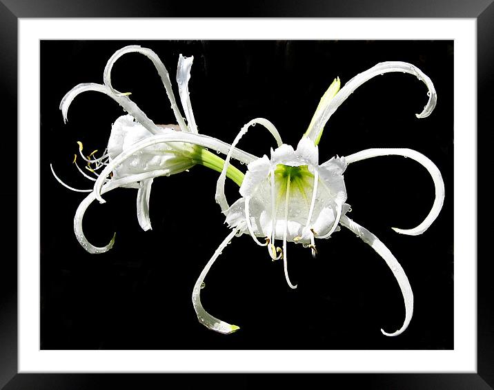 exotic lilys Framed Mounted Print by elvira ladocki