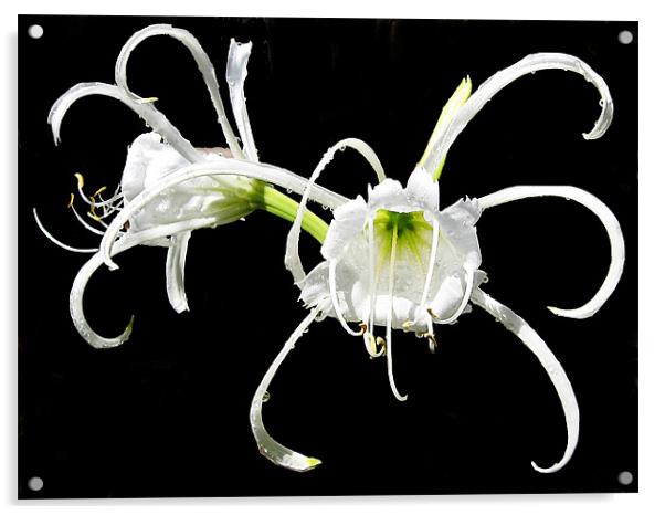 exotic lilys Acrylic by elvira ladocki