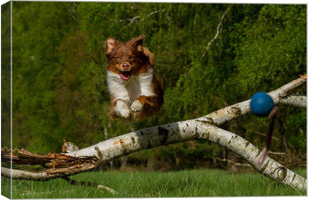 Catch the ball Canvas Print by Thomas Schaeffer