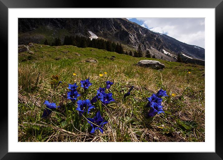 Mountain flowers Framed Mounted Print by Thomas Schaeffer