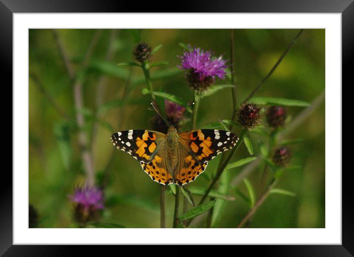 butterfly Framed Mounted Print by Fiona Snedden