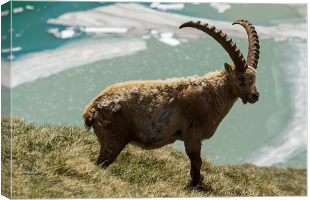 Capricorn in the alps Canvas Print by Thomas Schaeffer