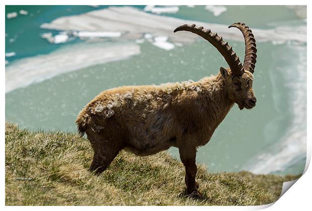 Capricorn in the alps Print by Thomas Schaeffer