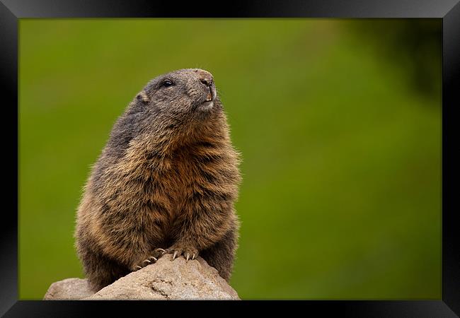 Marmot Framed Print by Thomas Schaeffer