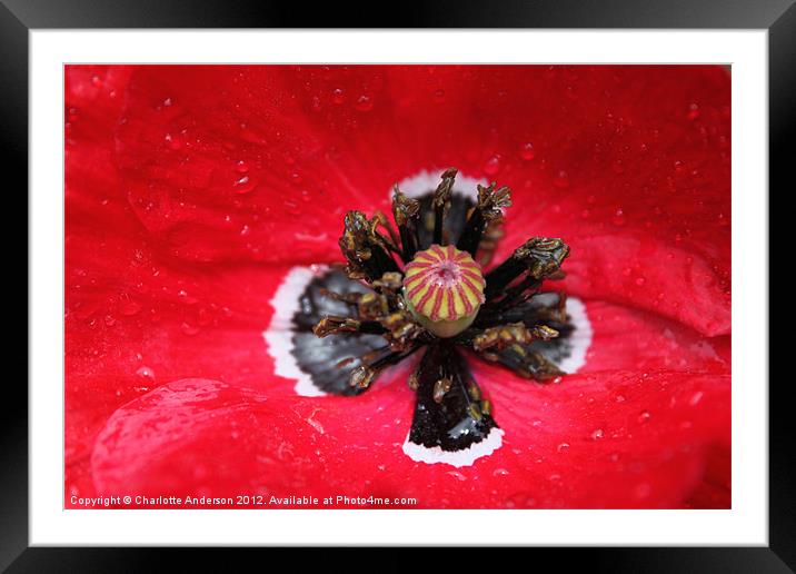 Red poppy in the rain Framed Mounted Print by Charlotte Anderson