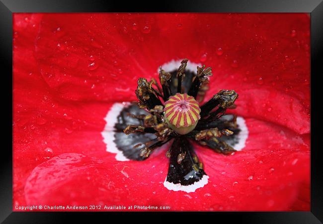 Red poppy in the rain Framed Print by Charlotte Anderson