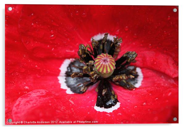 Red poppy in the rain Acrylic by Charlotte Anderson