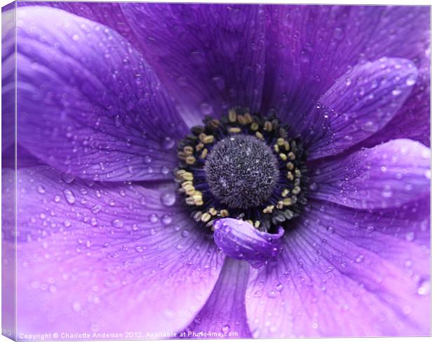 Purple flower in the rain Canvas Print by Charlotte Anderson