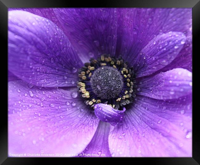 Purple flower in the rain Framed Print by Charlotte Anderson