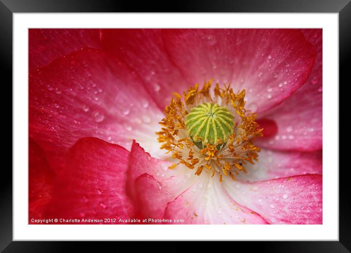 Closeup pink and white poppy Framed Mounted Print by Charlotte Anderson