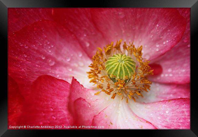 Closeup pink and white poppy Framed Print by Charlotte Anderson