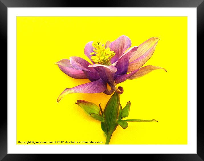 Columbine Flower Framed Mounted Print by james richmond