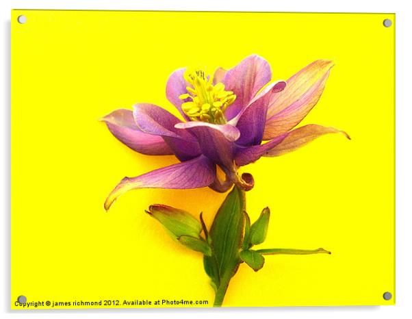 Columbine Flower Acrylic by james richmond