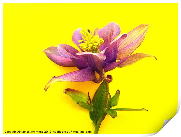 Columbine Flower Print by james richmond