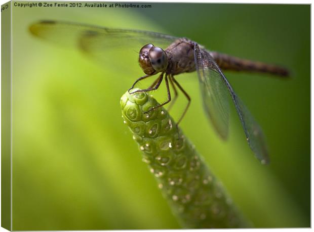 Macro of a Dragonfly - focus stacked image Canvas Print by Zoe Ferrie