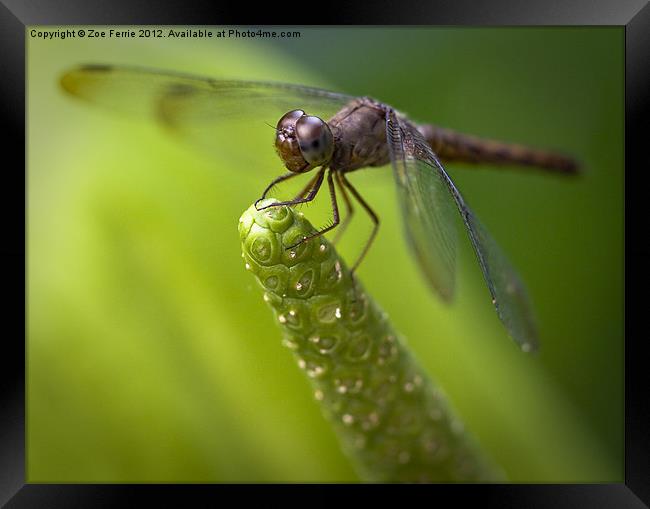 Macro of a Dragonfly - focus stacked image Framed Print by Zoe Ferrie