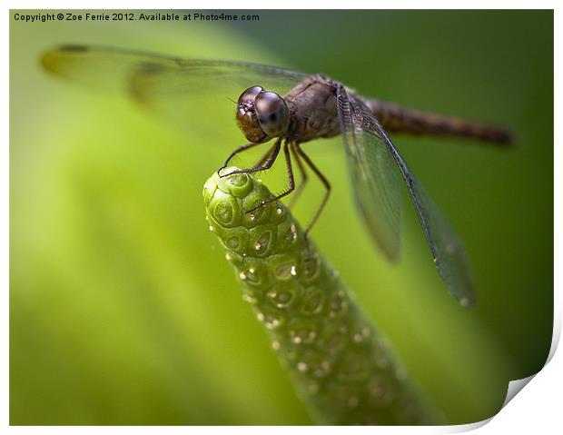 Macro of a Dragonfly - focus stacked image Print by Zoe Ferrie