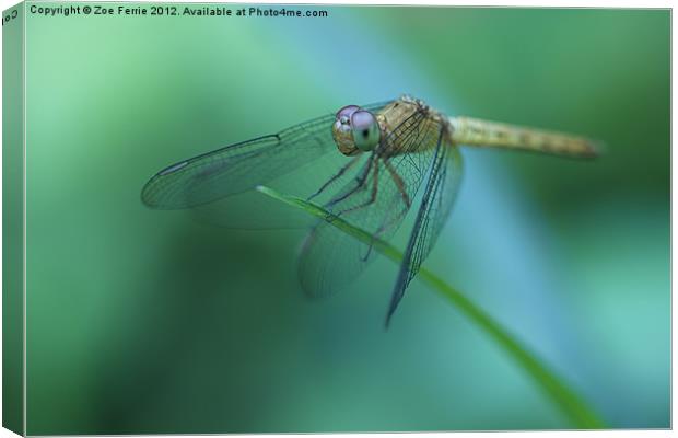 Resting Dragonfly Canvas Print by Zoe Ferrie
