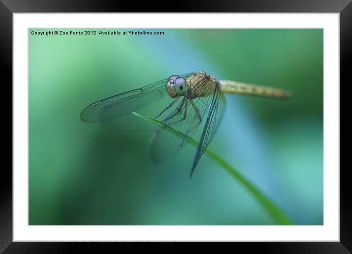 Resting Dragonfly Framed Mounted Print by Zoe Ferrie
