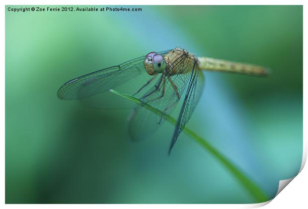Resting Dragonfly Print by Zoe Ferrie
