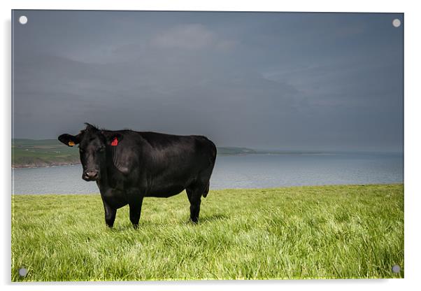 Cow at Mull of Galloway Acrylic by Orange FrameStudio