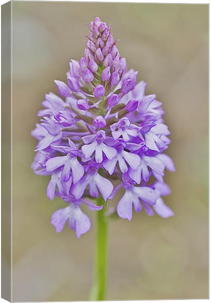 Pyramid Orchid Canvas Print by Dawn Cox