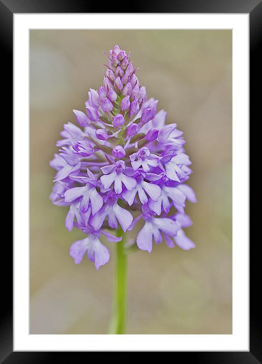Pyramid Orchid Framed Mounted Print by Dawn Cox