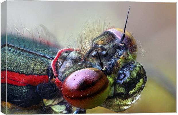 large red damselfly Canvas Print by Iain Lawrie