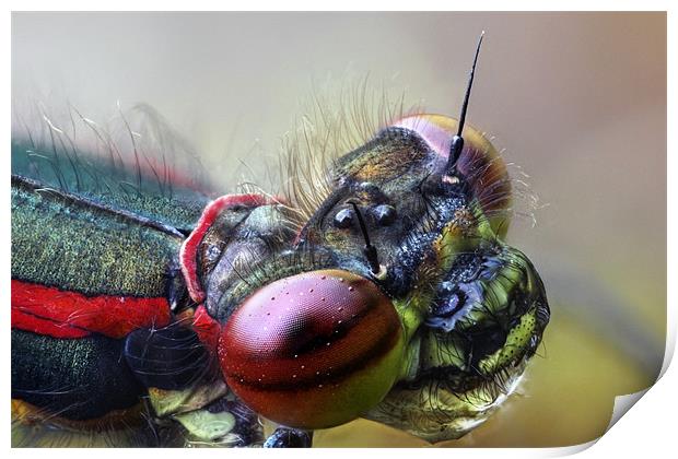 large red damselfly Print by Iain Lawrie