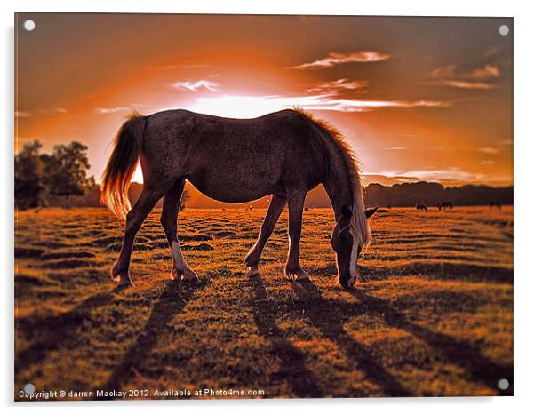 evening graze Acrylic by darren Mackay