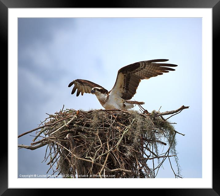 Osprey Landing on Nest Framed Mounted Print by Louise Heusinkveld
