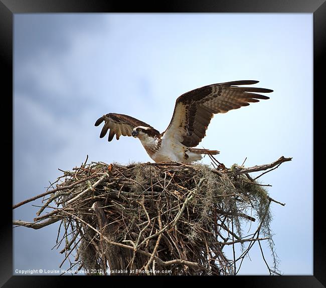 Osprey Landing on Nest Framed Print by Louise Heusinkveld