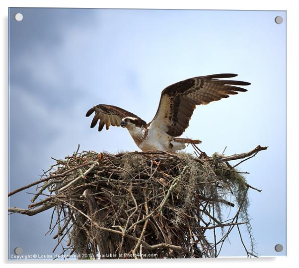 Osprey Landing on Nest Acrylic by Louise Heusinkveld