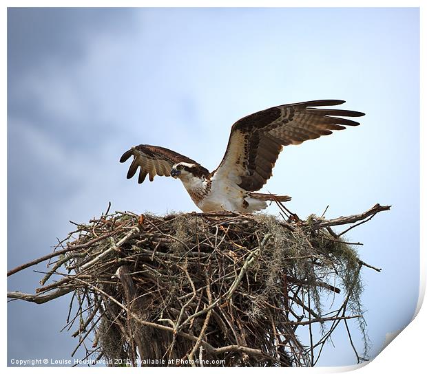 Osprey Landing on Nest Print by Louise Heusinkveld